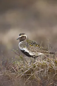 Images Dated 2nd June 2009: Golden plover (Pluvialis apricaria) Myvatn, Thingeyjarsyslur, Iceland, June 2009