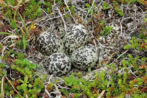 Elevated View Prints: Golden plover (Pluvialis apricaria) nest with eggs, Varanger, Norway. July