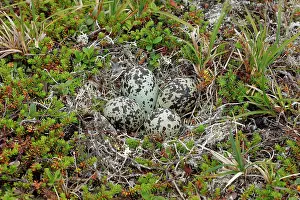 Elevated View Prints: Golden plover (Pluvialis apricaria) nest with eggs, Varanger, Norway. July