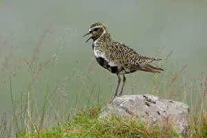 True Plover Prints: Golden plover (Pluvialis apricaria) perched on a rock calling, Varanger, Norway. July