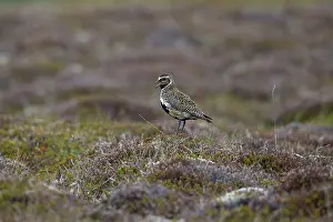True Plover Prints: Golden plover (Pluvialis apricaria) perched on rock in tundra vegetation, Iceland. June