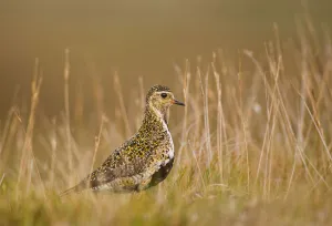 Waders Prints: Golden plover (Pluvialis apricaria) profile portrait on open moorland in evening light