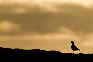 Bogs Prints: Golden plover (Pluvialis apricaria) silhouette at sunrise on moorland, Scotland, UK, June