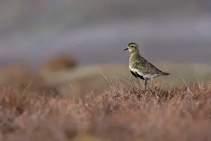 True Plover Prints: Golden plover (Pluvialis apricaria) standing on moorland
