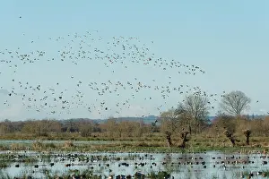 True Plover Prints: Golden plovers (Pluvialis apricaria) and Dunlins (Calidris alpina)