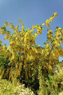 Legume Prints: Golden rain tree / Voss's laburnum (Laburnum x watereri Vossii') flowering against blue sky