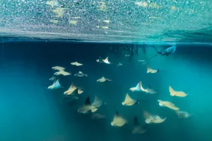 Golden Rays (Rhinoptera steindachneri) swimming with Green turtle (Chenolia mydas) Golden Rays (Rhinoptera steindachneri) swimming with Green turtle (Chenolia mydas)