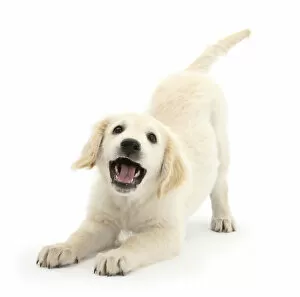 Stretching Gallery: Golden Retriever dog pup, Oscar, 3 months, in play-bow, against white background