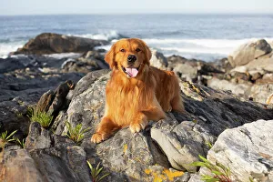 Cooling Down Prints: Golden retriever, female, lying down on coastal rocks near ocean