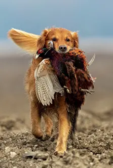 France Prints: Golden retriever, male, carrying Common Pheasant (Phasianus colchicus) in mouth
