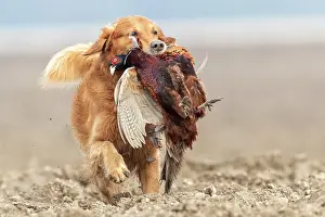 France Prints: Golden retriever, male, carrying Common Pheasant (Phasianus colchicus) in mouth
