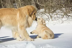 New England Gallery: Golden Retriever mother and pup in snow, Holland, Massachusetts, USA