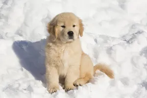 Golden Retriever Prints: Golden Retriever pup in snow, Holland, Massachusetts, USA