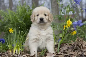Golden Retriever Prints: Golden Retriever puppy at 5 weeks