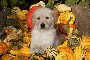 Images Dated 2nd November 2010: Golden Retriever puppy, 6 weeks, amongst gourds, Illinois, USA
