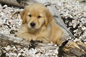 Images Dated 13th August 2011: Golden retriever puppy, 7 weeks, lying on sea shell covered beach, Madison, Connectiut