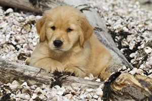 Images Dated 13th August 2011: Golden retriever puppy, 7 weeks, lying on sea shell covered beach, Madison, Connectiut