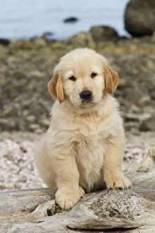 Babies Gallery: Golden retriever puppy, 7 weeks, sitting on driftwood log at beach, Madison, Connecticut