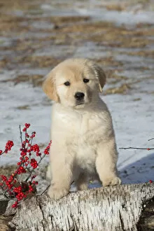 Puppies Gallery: Golden retriever puppy, age 9 weeks in early January, Spencer, Massachusetts, USA