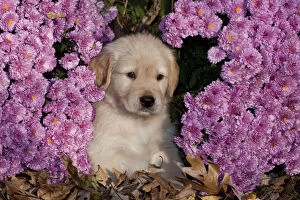 Images Dated 2nd November 2010: Golden Retriever puppy amongst autumn leaves and Chrysanthemum flowers, Illinois, USA