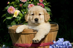 Puppies Gallery: Golden Retriever puppy in basket with flowers. USA