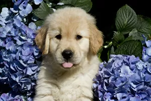 Golden Retriever puppy in blue flowers. USA