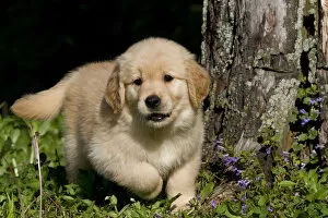Images Dated 8th May 2012: Golden Retriever puppy playing in grass. USA