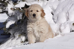 Images Dated 4th February 2011: Golden Retriever puppy sitting in snow. Big Rock, Illinois, USA, February