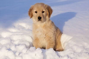 Golden Retriever puppy sitting in snow in late afternoon. Big Rock, Illinois, USA, February