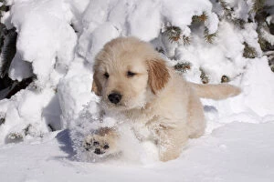 Puppies Collection: Golden Retriever puppy walking through snow. Big Rock, Illinois, USA, February