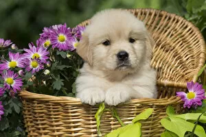 Flower Gallery: Golden Retriever puppy in wooden basket with purple flowers; USA