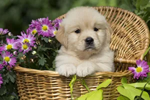 Golden Retriever Prints: Golden Retriever puppy in wooden basket with purple flowers; USA