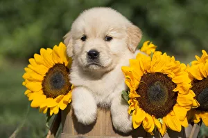 Golden Retriever puppy in wooden basket with sunflowers; USA