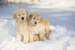 Friendship Collection: Golden Retriever pups in snow, Holland, Massachusetts, USA