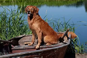 Golden retriever sitting on boat beside water, USA