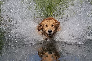 Animal Portrait Gallery: Golden retriever splashing through water, USA