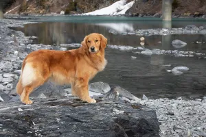 Golden Retriever Prints: Golden retriever standing at water's edge during spring thaw