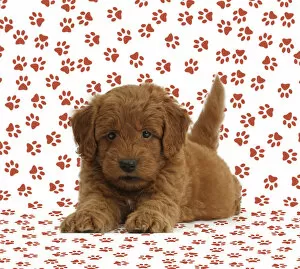 Crossbreed Collection: Golden Retriever x Poodle F1b Goldendoodle puppy on paw print background