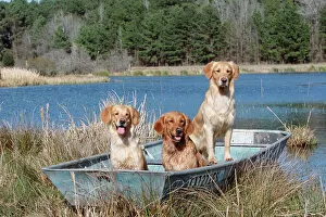 Carnivores Gallery: Golden retrievers in boat {Canis familiaris} USA