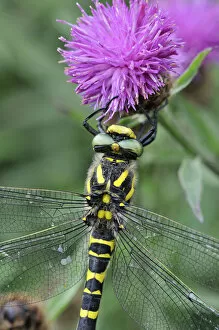Golden Ringed Dragonfly (Cordulegaster boltonii) female at rest on flower, Devon, England