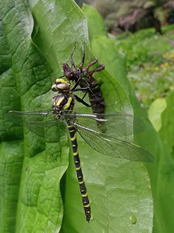 Nymph Prints: Golden-ringed dragonfly (Cordulegaster boltonii) male