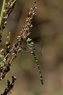 Damselfly Prints: Golden-ringed dragonfly (Cordulegaster boltonii) resting on dried flowerhead