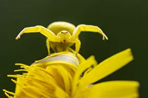 August 2022 Highlights Collection: Golden-rod crab spider (Misumena vatia) resting on Rough hawkbit flower (Leontodon hispidus)