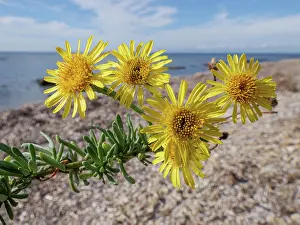 Lazio Prints: Golden samphire (Limbarda crithmoides) in flower on beach