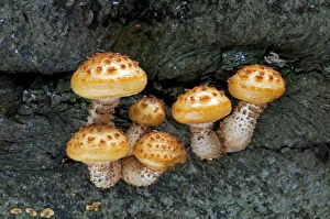 Images Dated 16th March 2010: Golden Scalycap fungi (Pholiota aurivella) on Beech tree, Sussex, England
