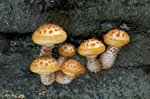 Groups Prints: Golden Scalycap fungi (Pholiota aurivella) on Beech tree, Sussex, England