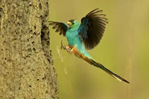 Golden-shouldered parrot (Psephotus chrysopterygius) male landing at nest cavity in