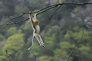 Images Dated 19th April 2018: Golden snub-nosed monkey 1+Rhinopithecus roxellana+2 hanging on branch, Foping Nature Reserve