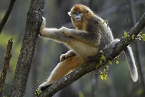 Images Dated 19th April 2018: Golden snub-nosed monkey 1+Rhinopithecus roxellana+2 sitting in tree, Foping Nature Reserve