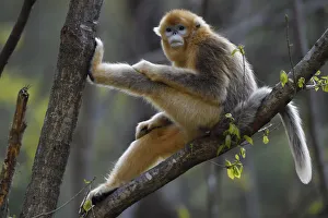 2018 September Highlights Collection: Golden snub-nosed monkey 1+Rhinopithecus roxellana+2 sitting in tree, Foping Nature Reserve